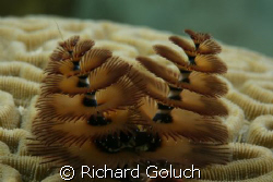 Christmas Tree Worm by Richard Goluch 